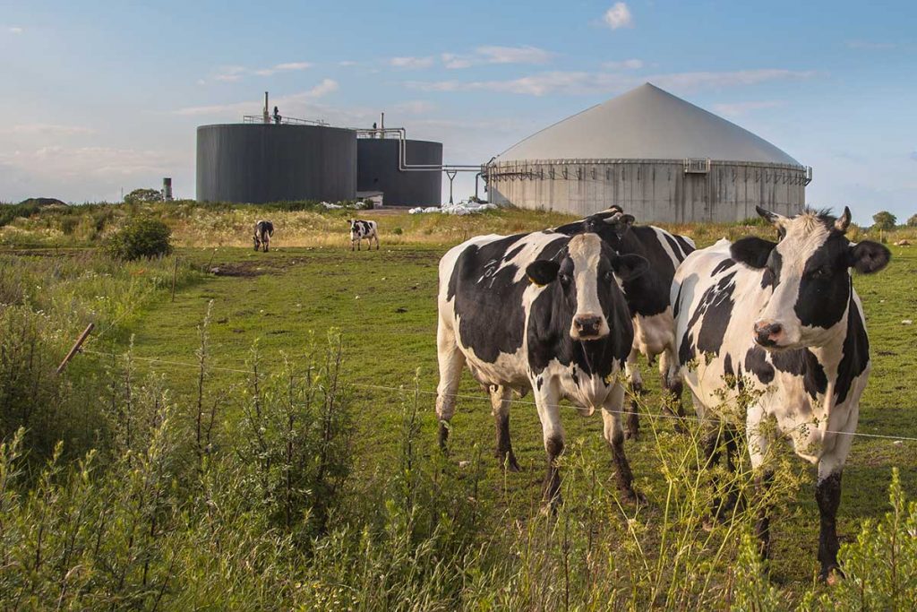 Biogas con mucche